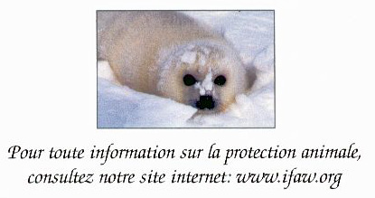 bb_phoque